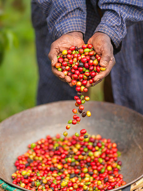 пригоршня справедливой торговли кофе в кении - coffee crop farmer equality coffee bean стоковые фото и изображения