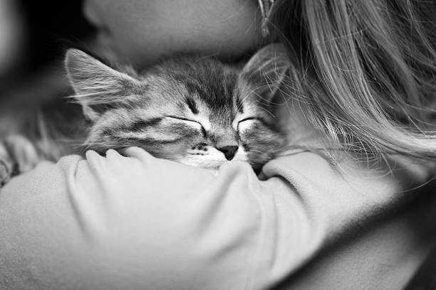 istock black and white photo of a kitten sleeping 472495848