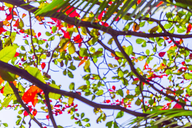 istock Blur of the trees 472496370