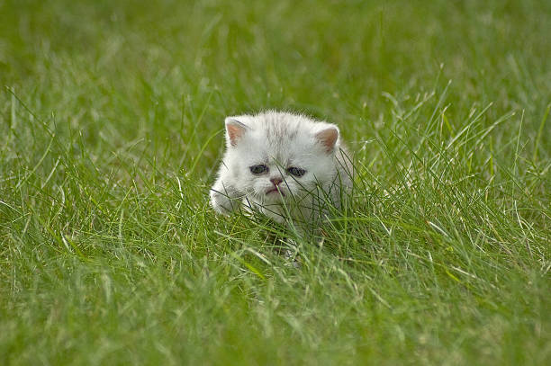 istock Adorable tabby kitten on the palm 472496520