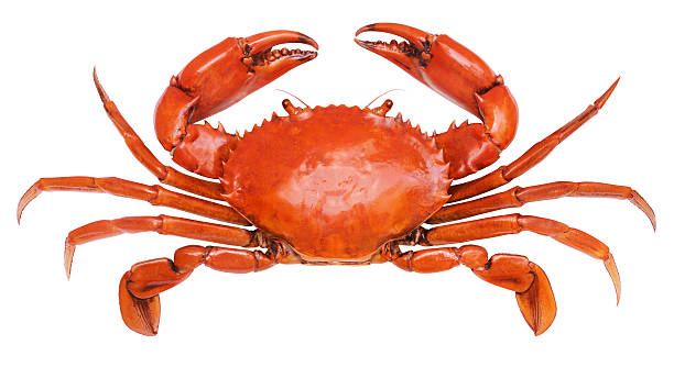 crab crab isolated on white background - serrated mud crab red shell stock pictures, royalty-free photos & images