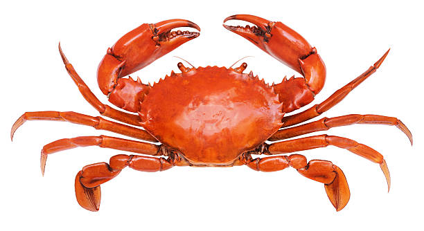 crab crab isolated on white background - serrated mud crab crab stock pictures, royalty-free photos & images