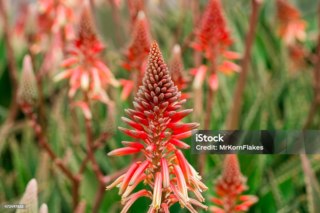 Aloe Vera Flowers Red Aloe Vera Flowers Close Up 2015 Stock Photo