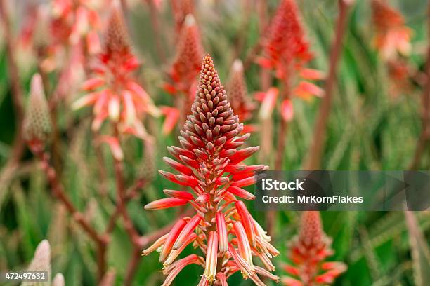 Aloe Vera Flowers Stock Photo - Download Image Now - 2015, Aloe, Bush