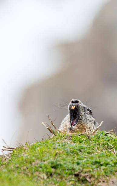 istock Marmot portrait while looking at you 472498226