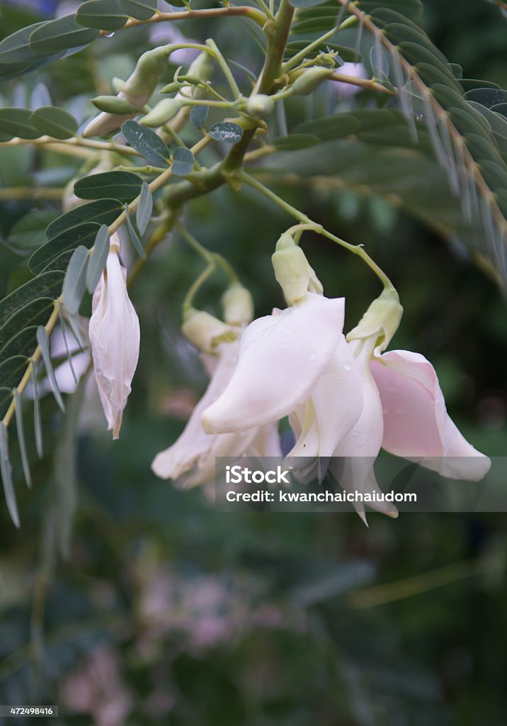 Closed up of Agasta flower Closed up of Agasta flower in Thailand 2015 Stock Photo