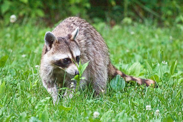 istock Raccoon sniffing Flowers 472499314
