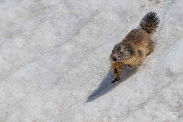 istock Isolated Marmot while running on the snow 472499588