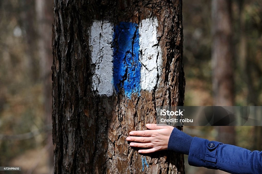 Hand on a tree bark showing a hiking sign Human hand on a tree bark marked with a blue hiking trail sign 2015 Stock Photo