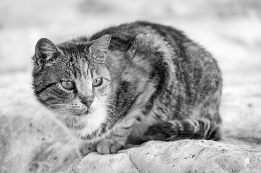 Foto Hitam Putih Kucing Di Atas Batu Foto Stok - Unduh Gambar Sekarang
