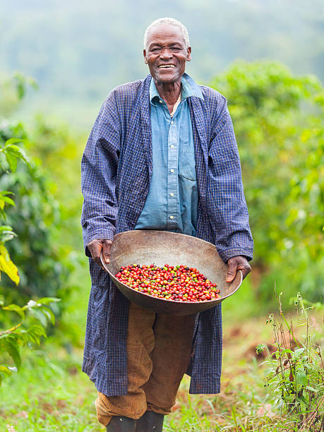 Kenyan Fair Trade Coffee Farmer A Kenyan coffee farmer with a wonderful heartfelt expression, holding freshly harvested organic fair trade coffee cherries from the coffee plant. kenyan man stock pictures, royalty-free photos & images