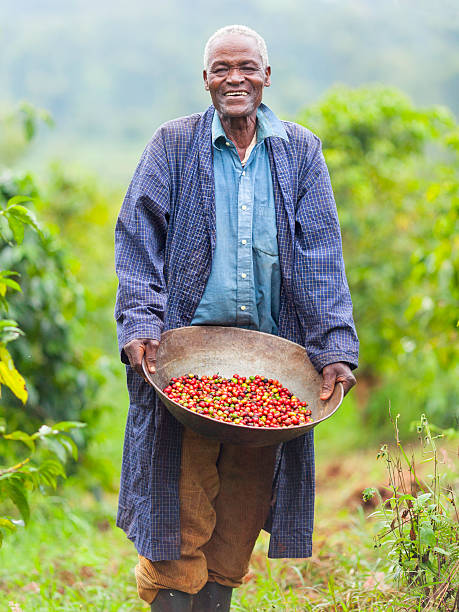 kenijski uczciwego handlu coffee farmer - coffee crop farmer equality coffee bean zdjęcia i obrazy z banku zdjęć