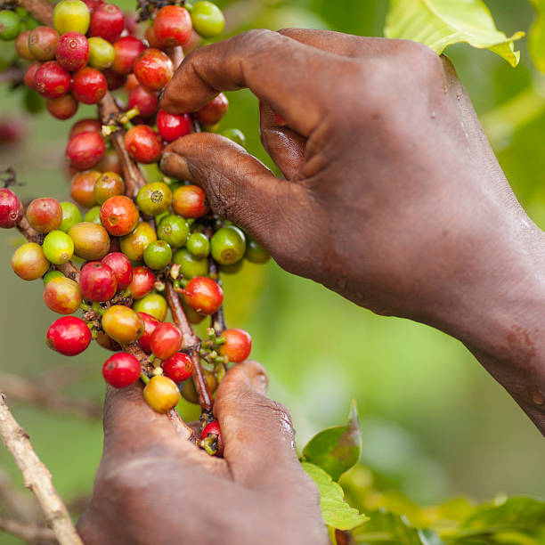 갓 picked 케냐 커피 - coffee crop farmer equality coffee bean 뉴스 사진 이미지