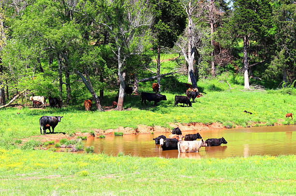 istock Rural farmland with cattle cooling off in a pond 472500362
