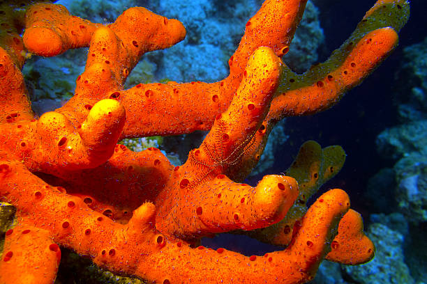 istock red sea sponge with brittle starfish, underwater 472500446