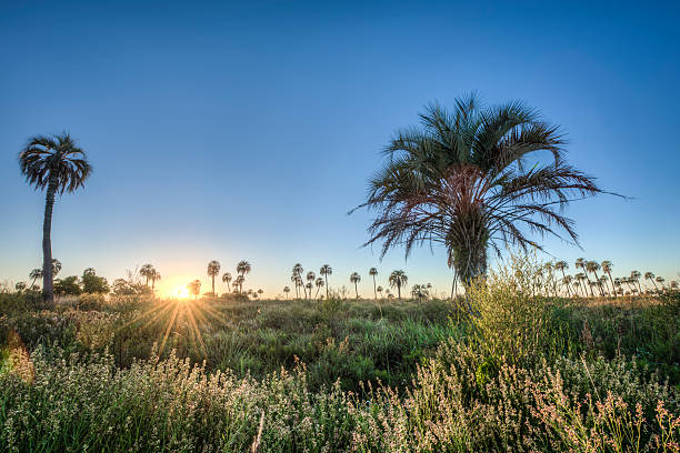 istock Sunrise on El Palmar National Park, Argentina 472500974