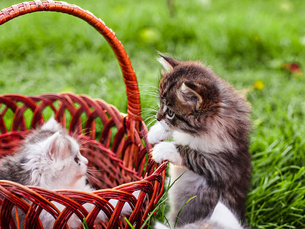 istock Kittens in the basket 472501988