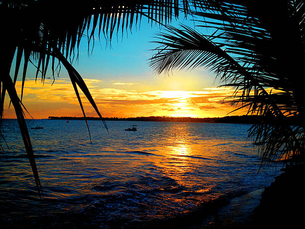 A colorful seaside sunset, framed with palm trees Beautiful sunset with palm trees in Foreground maceio photos stock pictures, royalty-free photos & images