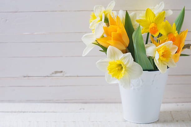 Fresh  spring yellow narcissus and  tulips flowers in bucket  on white  painted wooden planks. Selective focus. Place for text.