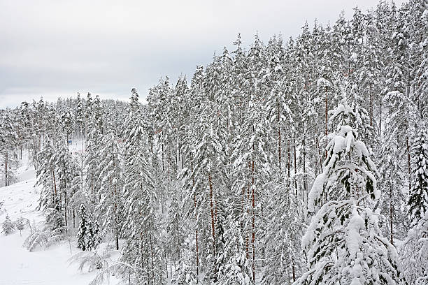 istock Winter forest- snowy pine and fir trees on the hill 472505366