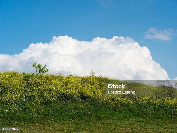 Clouds Over Canola Field Stock Photo - Download Image Now - 2015, Agriculture, Beauty In Nature