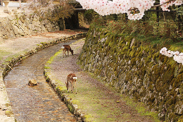 Deer in Miyajima stock photo