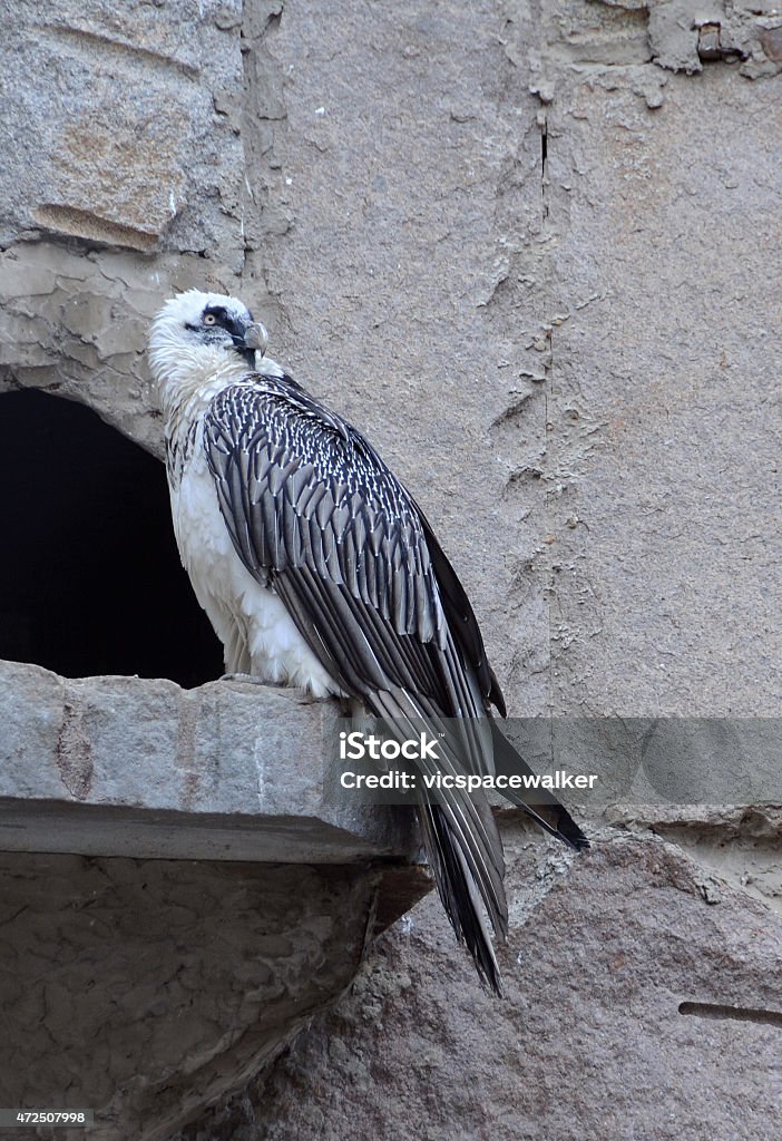 Bearded Vulture in the Captivity Bearded vulture (Vultur barbatus) in the captivity at the Zoo 2015 Stock Photo