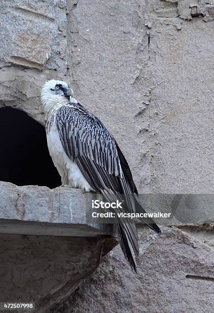 Bearded Vulture In The Captivity Stock Photo - Download Image Now - 2015, Animal, Animal Wildlife