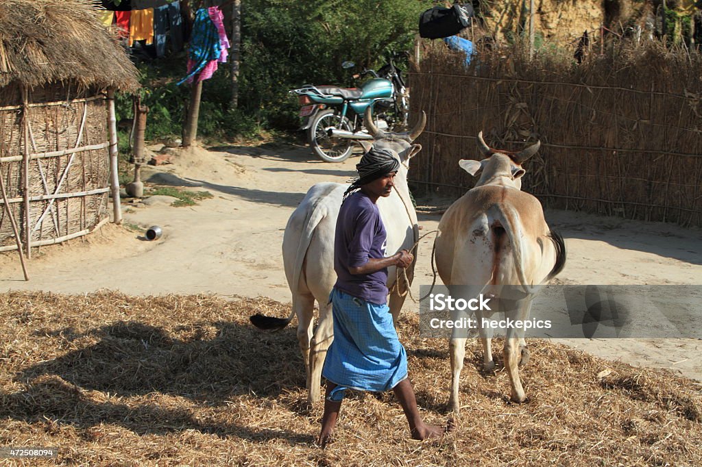 Agriculture in India 2015 Stock Photo