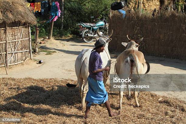 Agriculture In India Stock Photo - Download Image Now - 2015, Agriculture, Asia