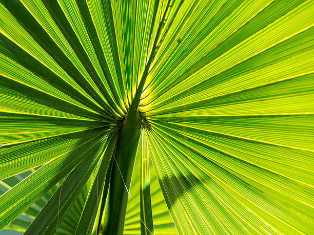 istock Abstract Closeup of Green Plant (Sun Back Light) 472508246