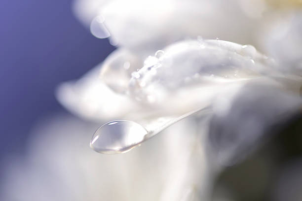 istock Macro abstract, white daisy petals, droplets, wedding, love 472508488