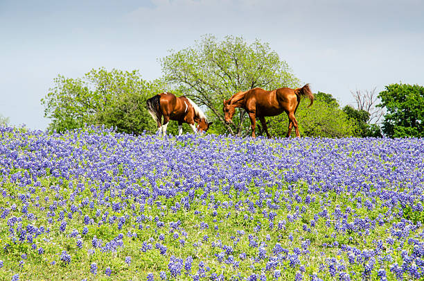 istock Horse on Pasture - Blue Bonnets 472508862