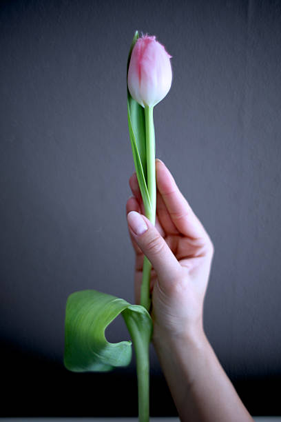 Female hand holding tulip Delicate female hand holding a pink tulip arma-globalphotos stock pictures, royalty-free photos & images