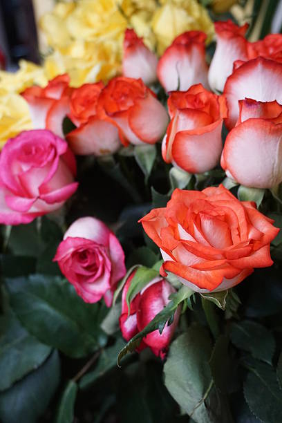 istock Bed of Orange Roses 472509384