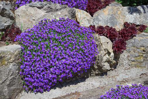 Purple aubrieta in a rock garden