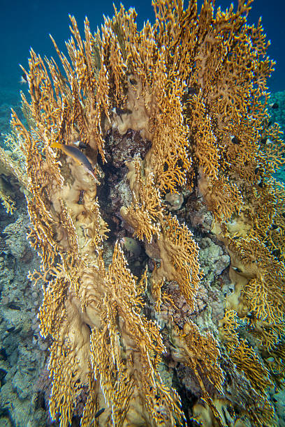 istock Red sea coral reef 472510460