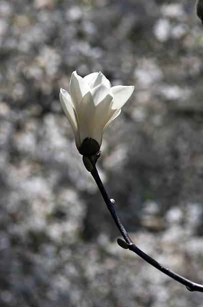 istock Beautiful Flowers of a Magnolia Tree 472510492