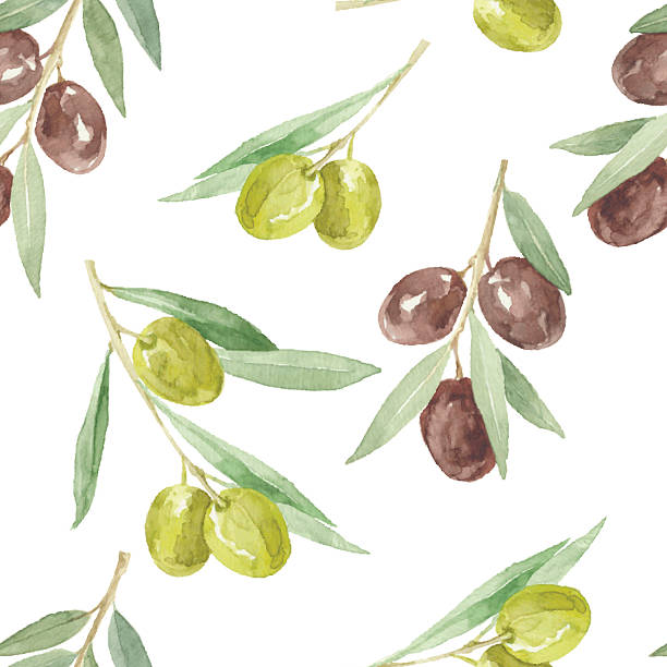 ilustrações, clipart, desenhos animados e ícones de aquarela sem costura padrão com galhos de oliva. - olive green illustration and painting backgrounds watercolor painting