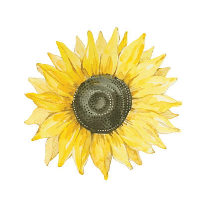 Watercolor illustration of sunflower, design element.