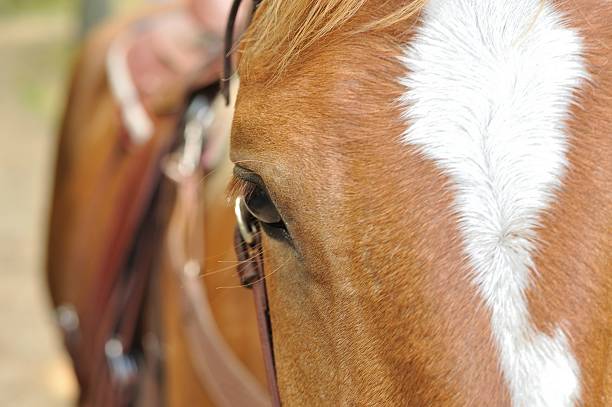 istock Head of a brown horse 472511603