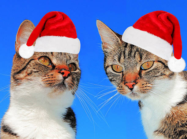 istock Santa Cats on a blue background 472512766