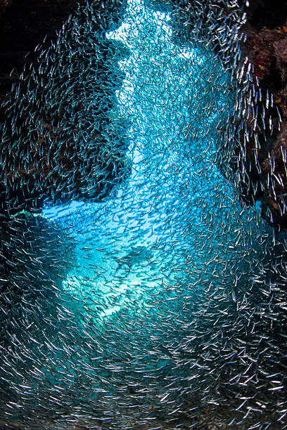 Schooling Fish and Dark Grotto