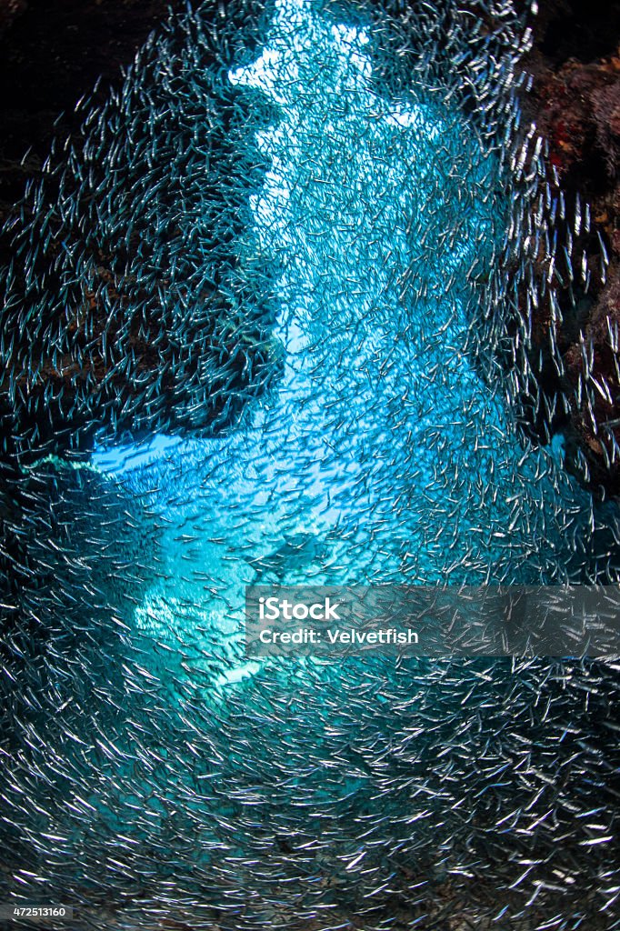 Schooling Fish and Dark Grotto Millions of silversides school in an underwater grotto off the island of Grand Cayman. Silversides fall prey to many coral reef predators, such as large Atlantic tarpon. Caiman Stock Photo
