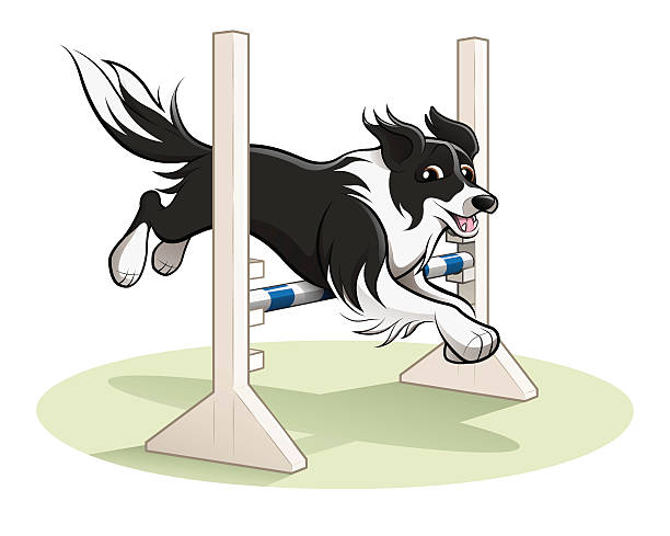 border collie pies skokowy nad zwinność skok - skokowy stock illustrations