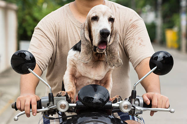 istock dog sitting on the bike 472514380