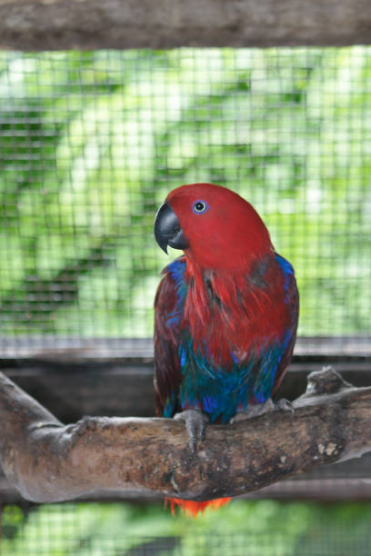 istock Female Eclectus Parrot in cage 472516972