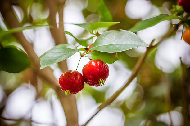 Two Surinam Cherries stock photo