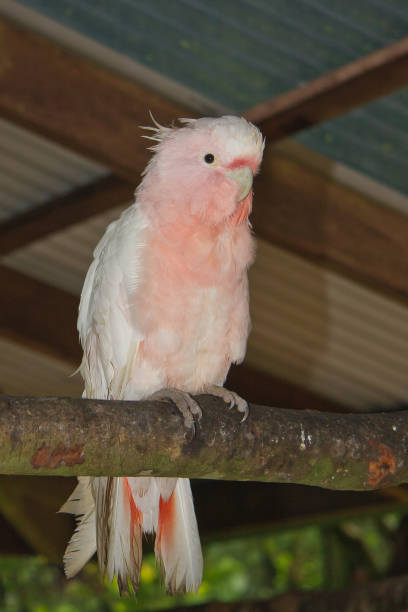 istock Male Major Mitchell's cockatoo on a branch 472518746