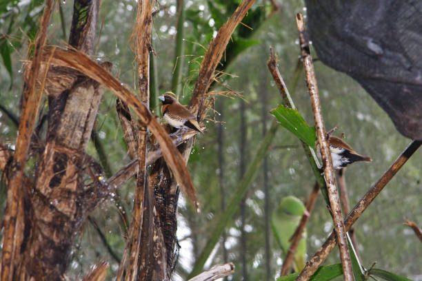 istock Chestnut breasted mannikins in rainforest 472520926